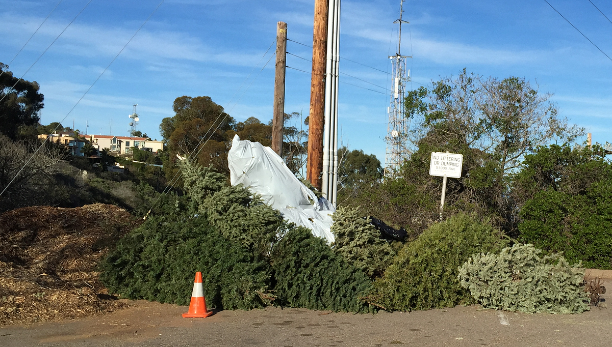 On Top Of Mt. Soledad, Where La Jolla’s Christmas Trees Go to Die by