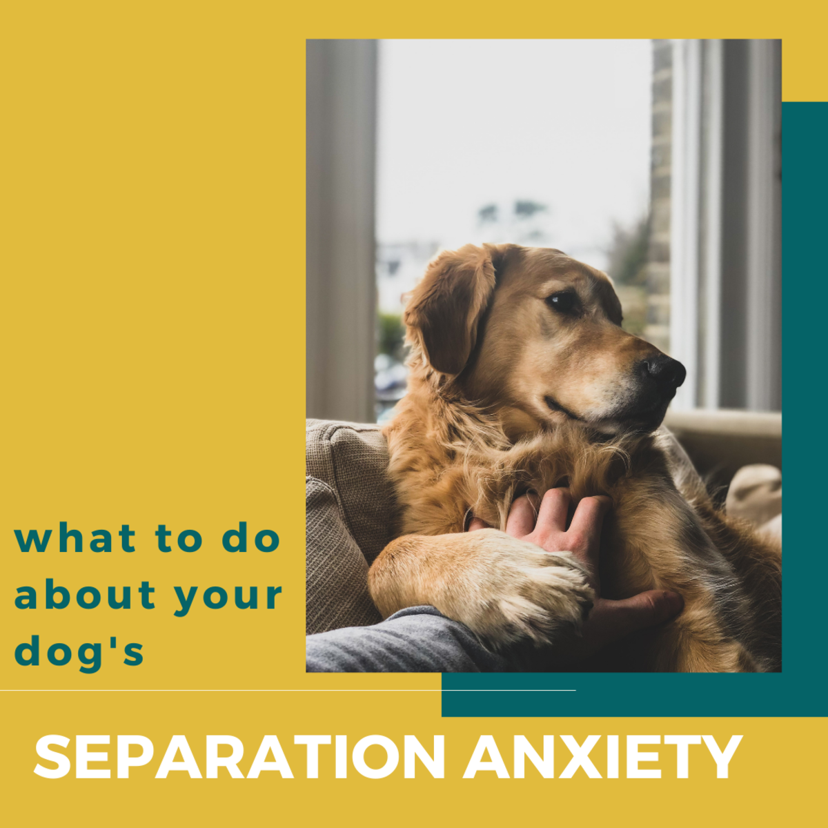 cure separation anxiety