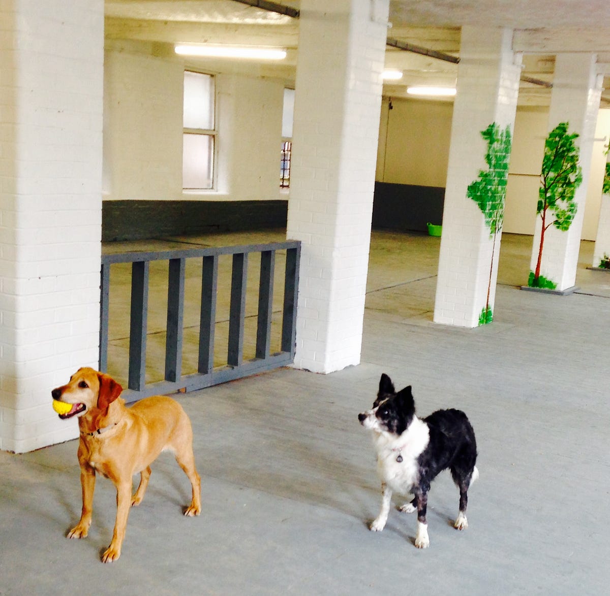 How my Dog Day Care Centre began…. by Mags Lowish Medium