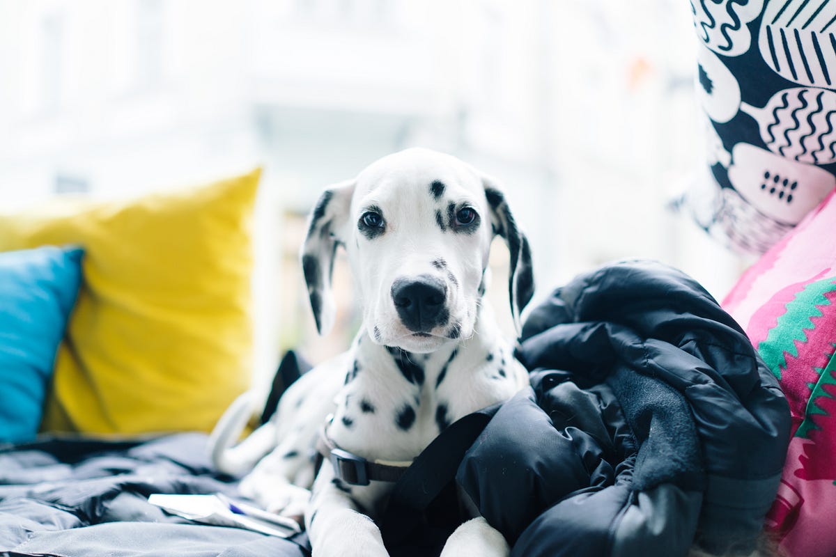 do dalmatians like water