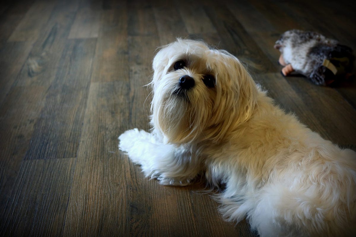 Man’s Best Friend and Honey Bees. What to do if your dog eats a bee and