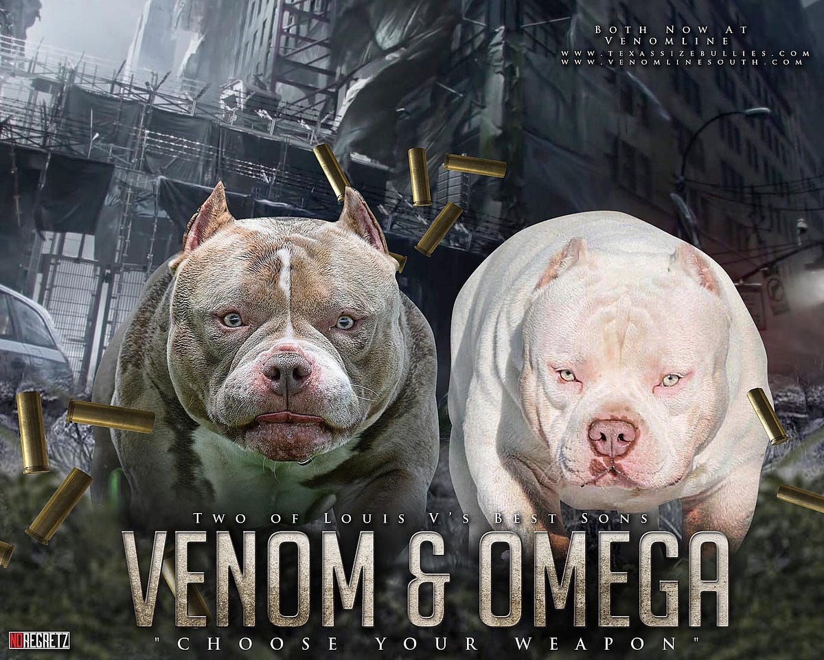HOW AMERICAN BULLY STUD SERVICE SHOULD WORK By BULLY KING Magazine 