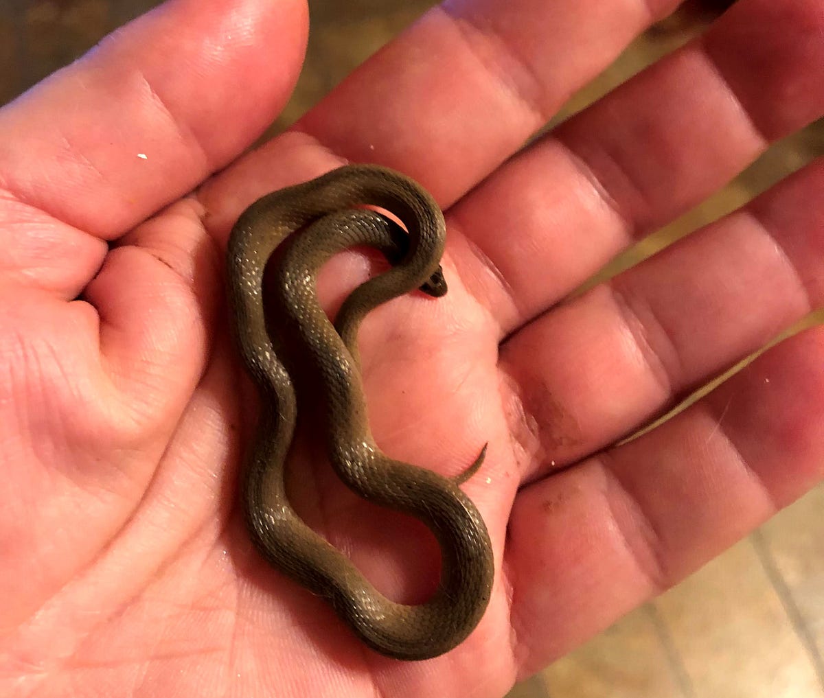 My Indoor Cats Keep Bringing Me Snakes by Beth Bach Catness Jun