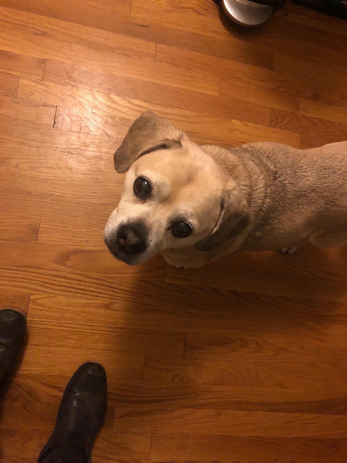Puggles cover image