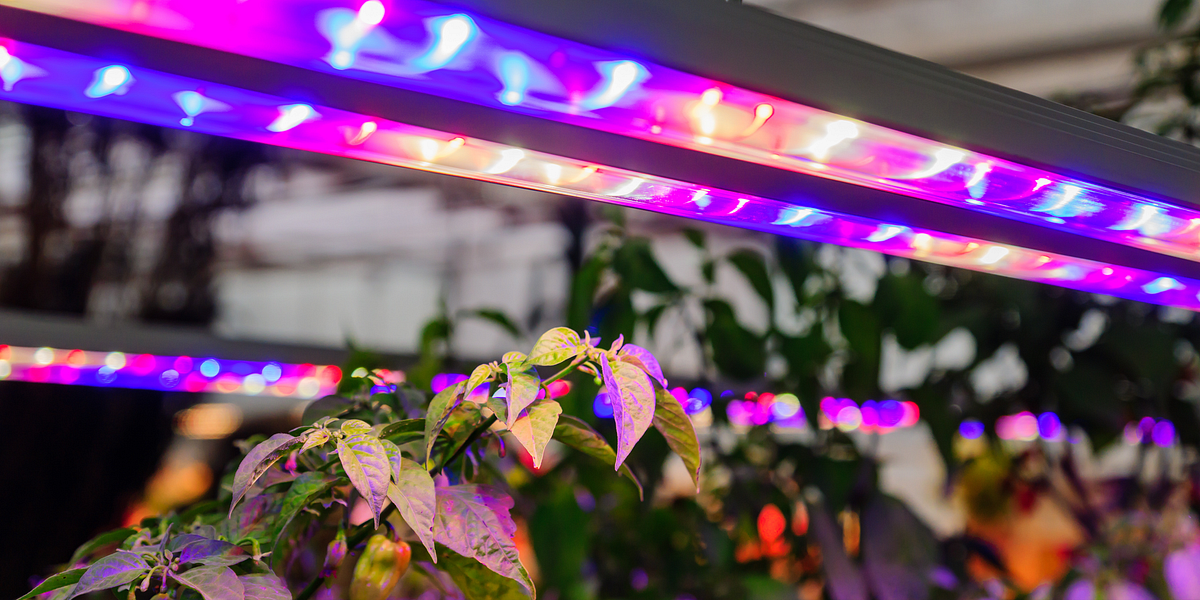 HPS vs. LED Grow Lights for better cultivation by IOGRU The