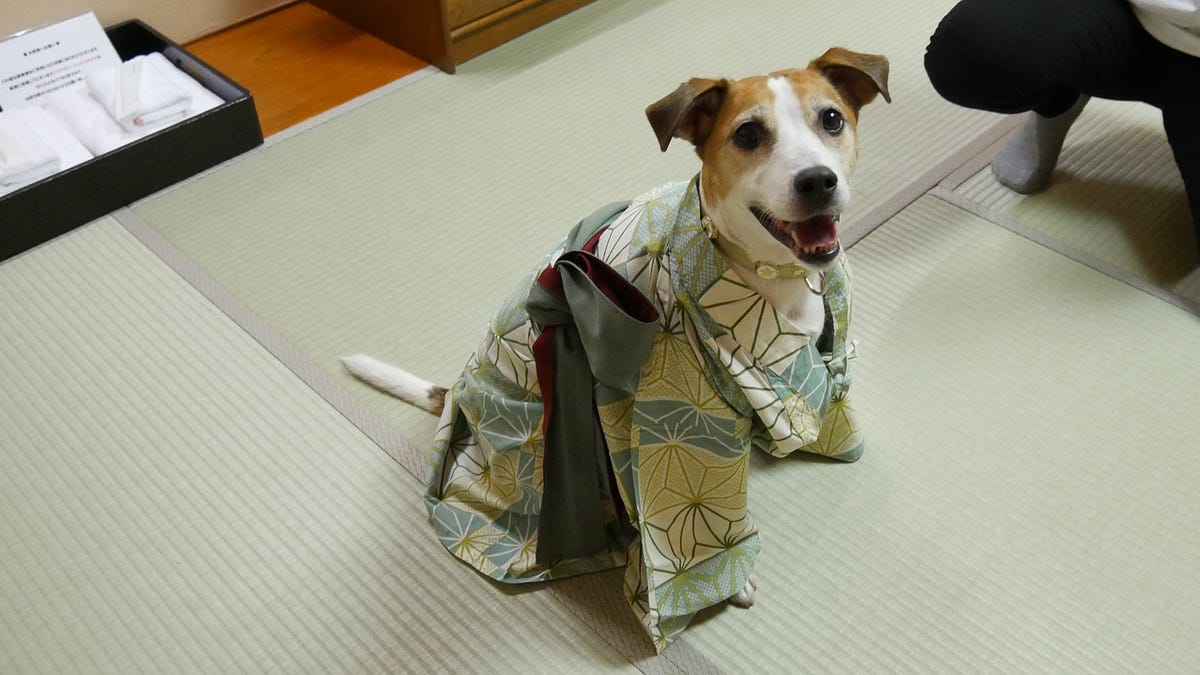 The Ultimate Guide to Bringing A Pet To Japan by S.A. Ozbourne Medium