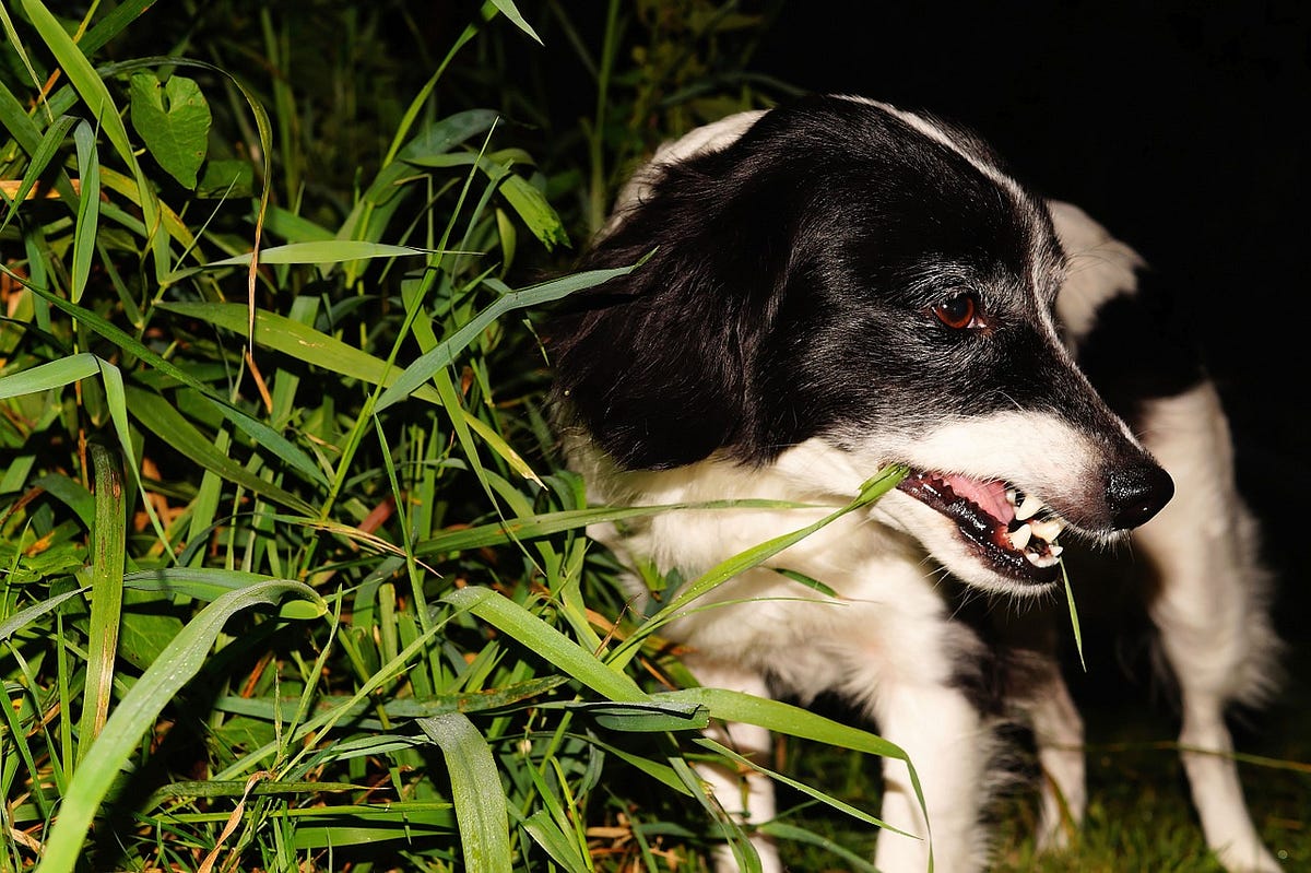 Why your dog eats grass what you should do about it by carol north