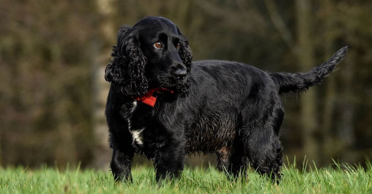 english cocker spaniel hunting dog