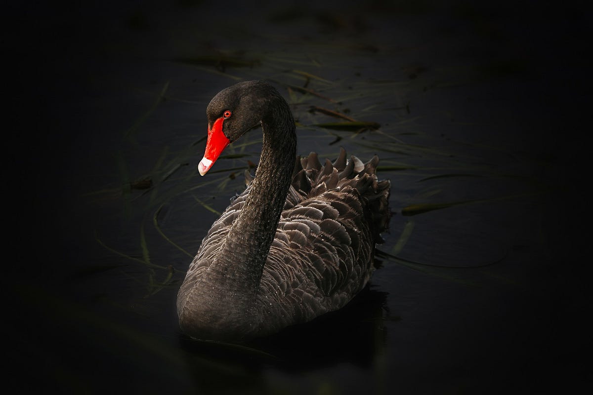 Comment On Appelle La Femelle Du Cygne La théorie du Cygne Noir, ou comment faire meilleur usage de votre