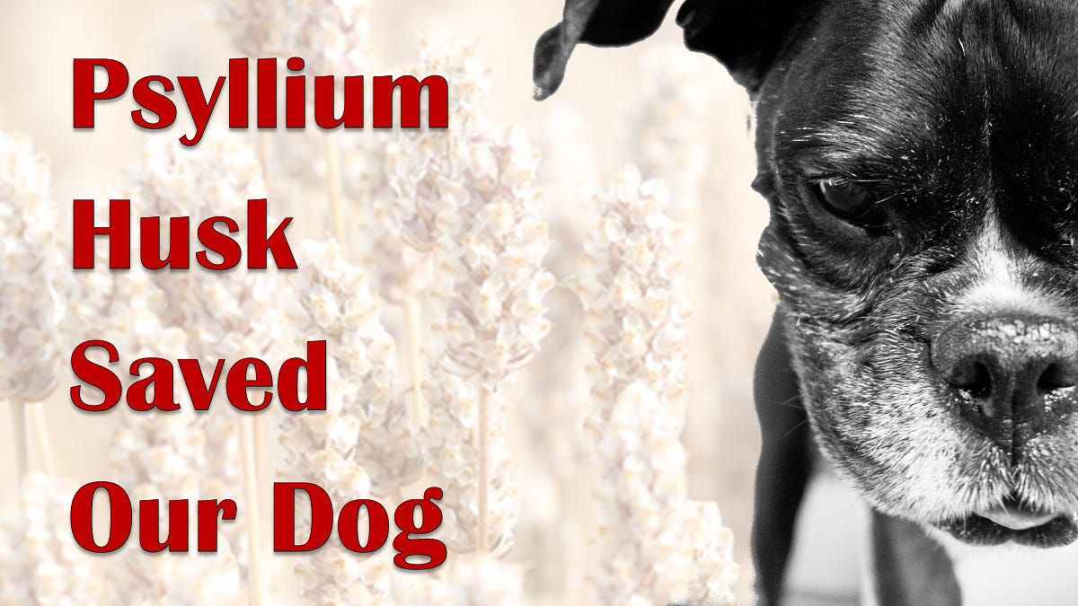 Psyllium Husk AKA Metamucil Saved Our Puppy Dog