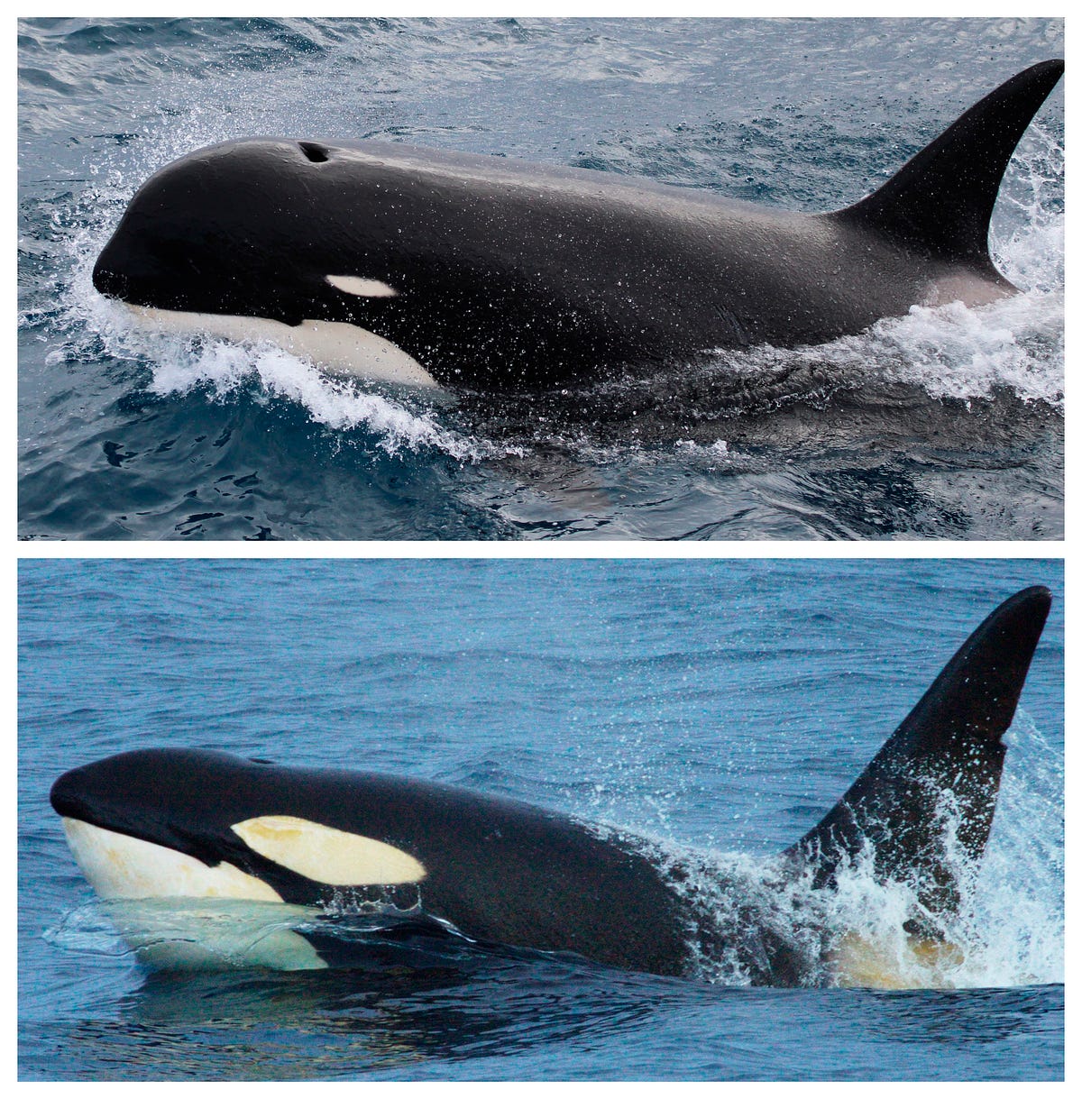 Elusive Killer Whales Finally Spotted By Scientists Near Chile | by