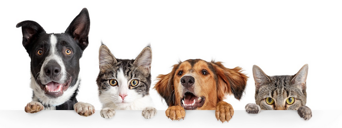 Three Ways Pawtocol Is Revolutionizing Animal Welfare Organizations By Pawtocol Age Of Awareness Medium