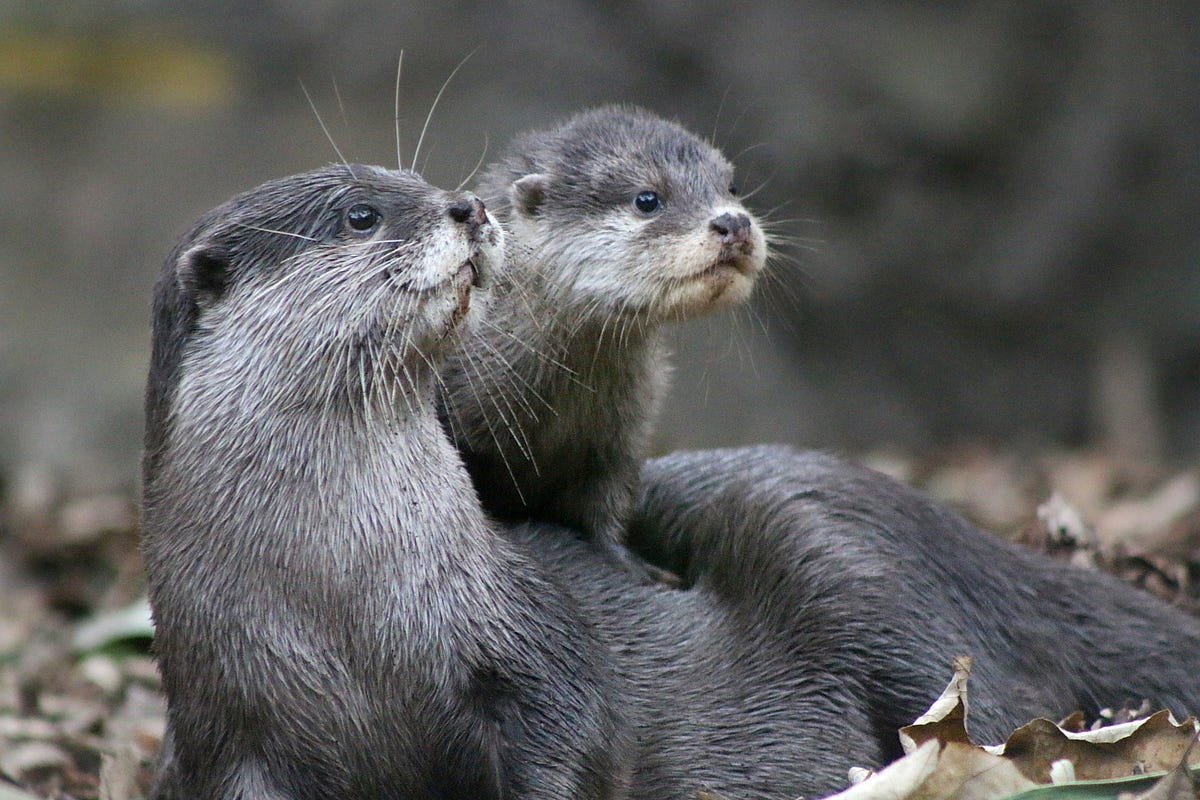 10 facts you might not know about the adorable otter | by Taronga  Conservation Society Australia | For the Wild | Medium