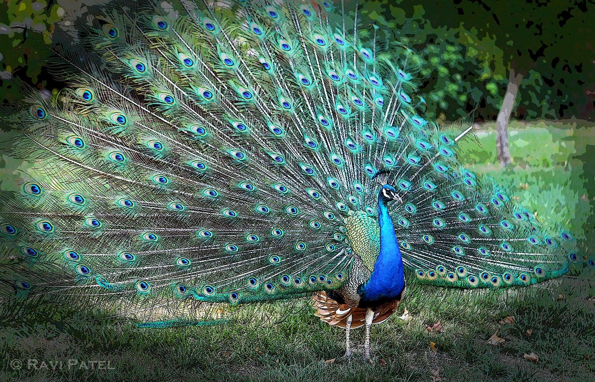 Do you remember seeing your first peacock? | by Gordie Jackson | Hopes ...