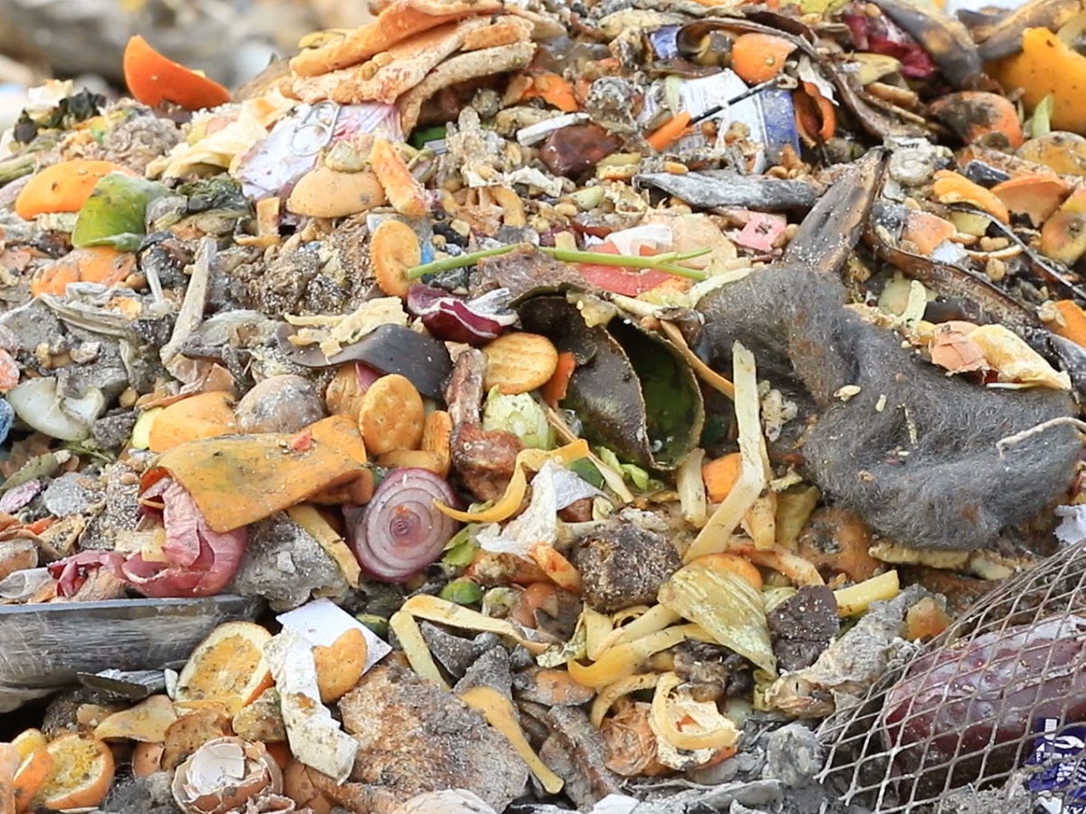 Food Waste The World s Dumbest Environmental Problem By Tia Nelson 