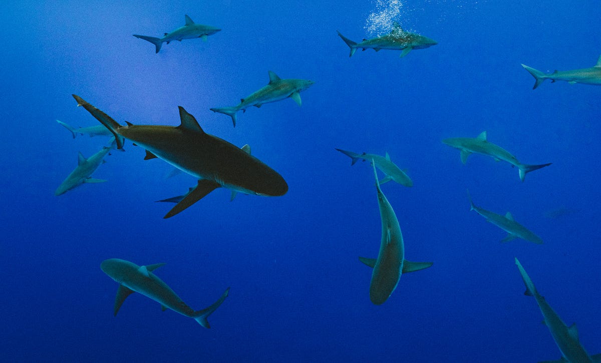 The Blue Ocean Event Will Be A Tipping Point For Our Climate By Glenn Fay Jr Medium The Blue Ocean Event Will Be A Tipping Point For Our Climate By Glenn Fay Jr Medium
