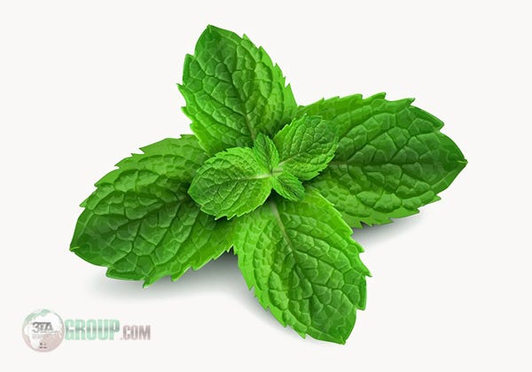 dried mint supplier in Iran