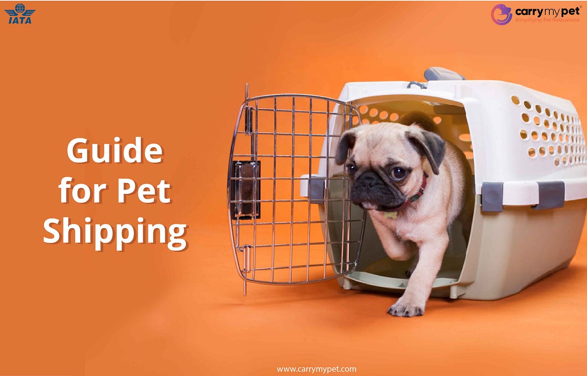Guide for Pet Shipping. You can’t leave your pet behind if you… by