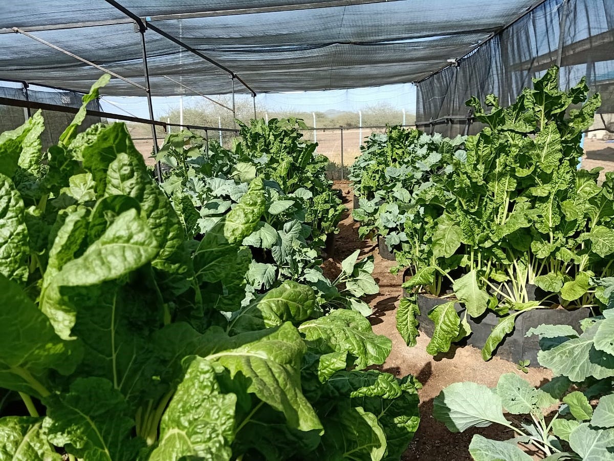 Wfp S Hydroponics Project Grows During Kenya S Coronavirus