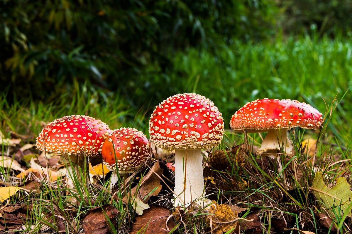 Deep Learning and Poisonous Mushrooms by Cyrill Glockner