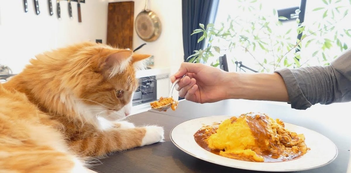 Makanan Kering Vs Makanan Basah Mana Yang Lebih Baik