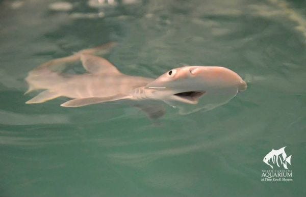 The Stigma Around Sharks Yes Sharks By Jessica Abbott Medium