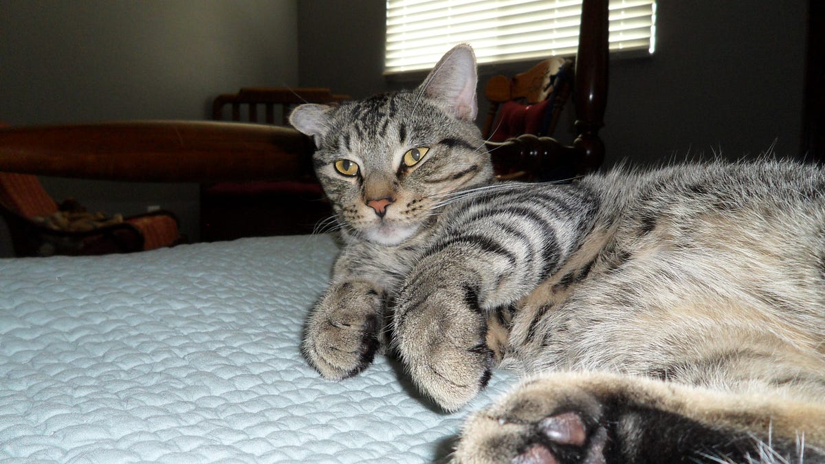 My Cat Doesn’t Care. I’d like to be more like him by Michael Shook