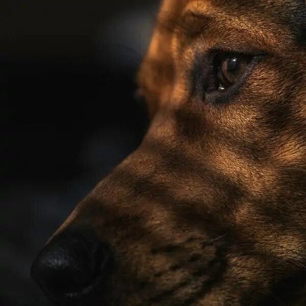 Chien dressage