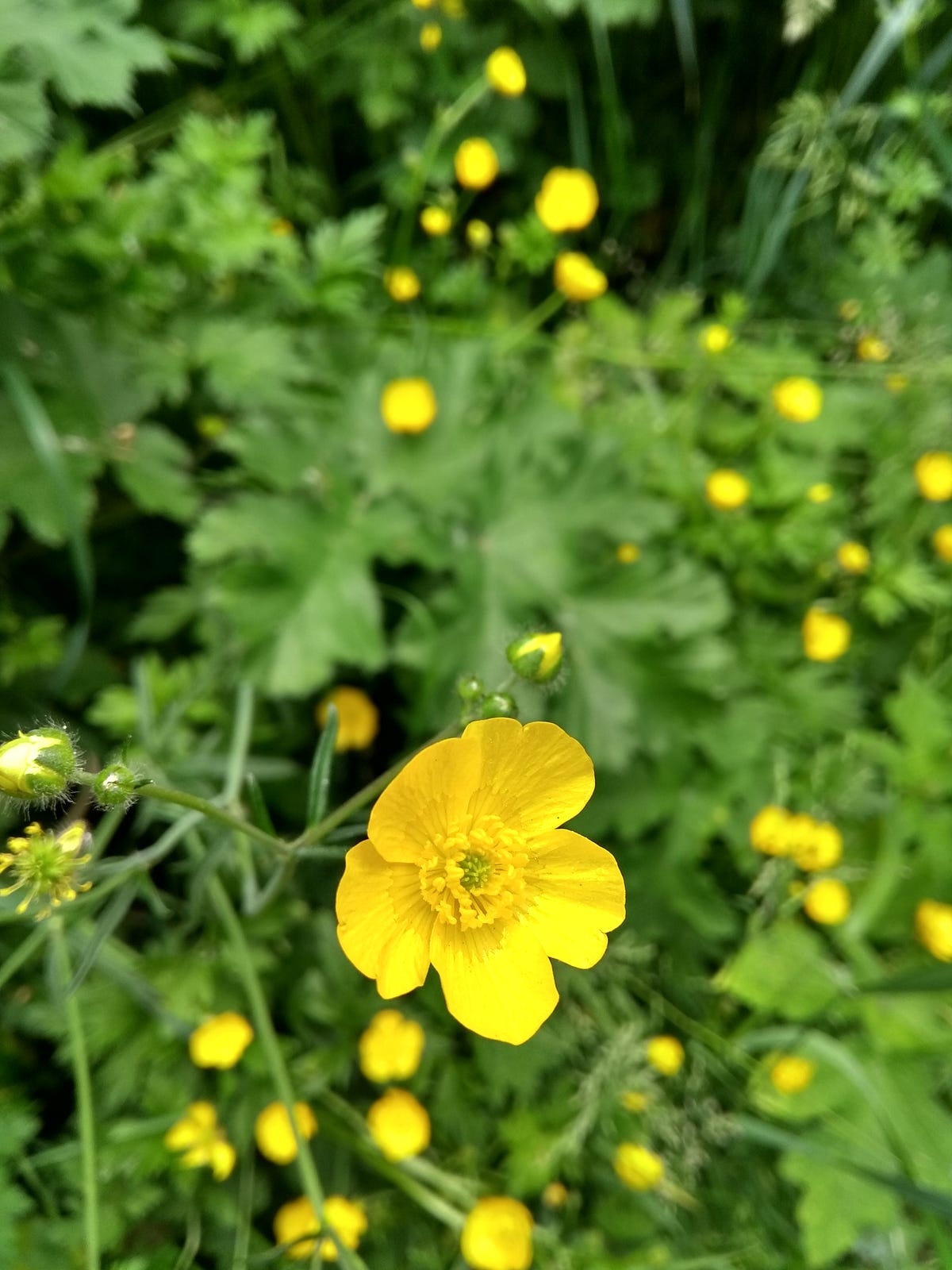 188 The Buttercup. Why do we ask a plant a question we… by Eleanor