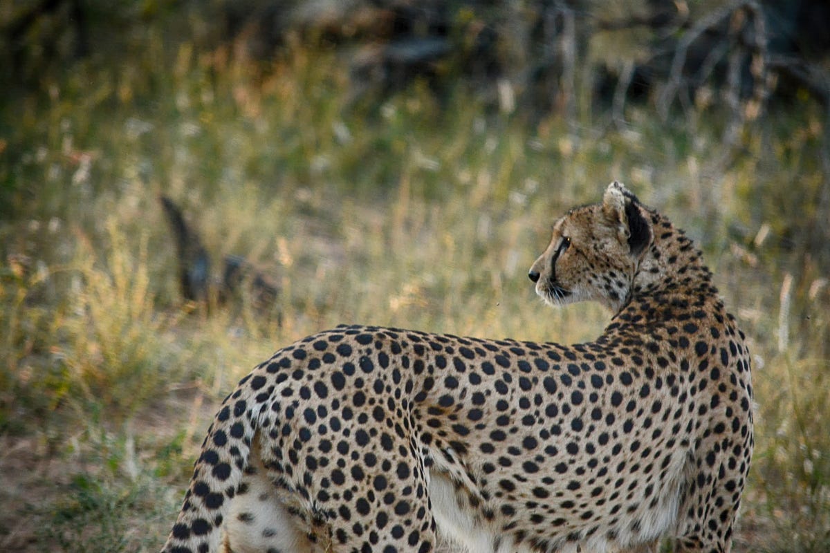 Protecting the cheetah population by Ciera Serrano Sierra Nevada