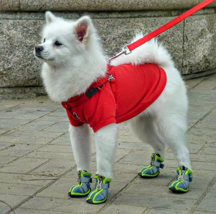 korean white dog