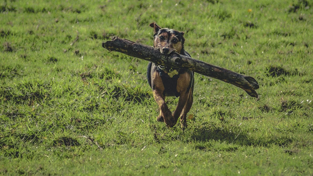 A better way to use fetch api in javascript by mrinal raj medium