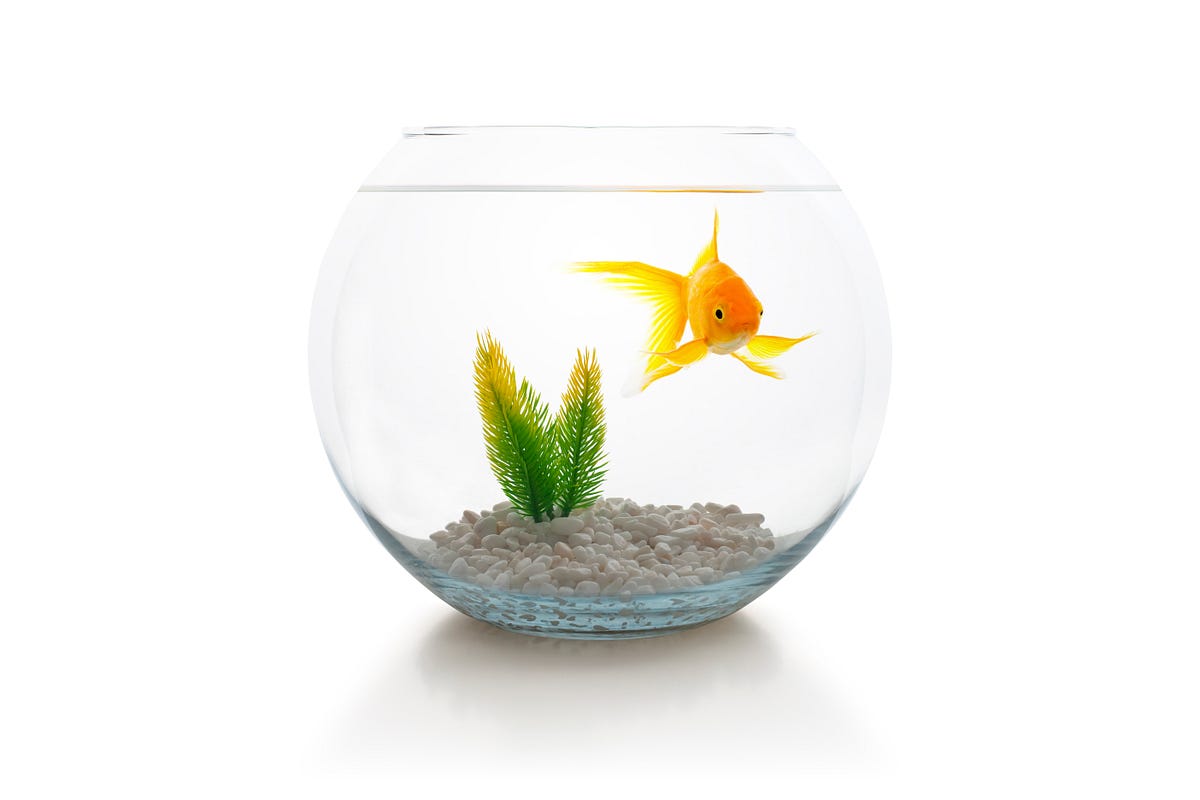 Fishbowls Are Actually Terrible for Fish | by Grace Chapin Raver ...