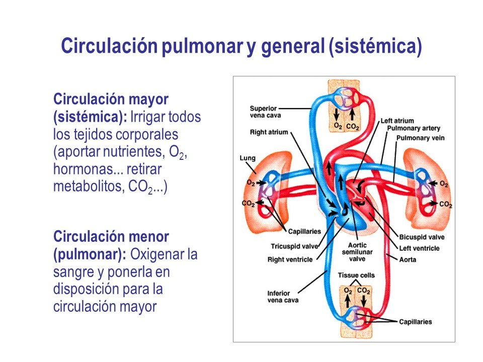 LA CIRCULACIÓN MAYOR Y MENOR. La circulación en el ser