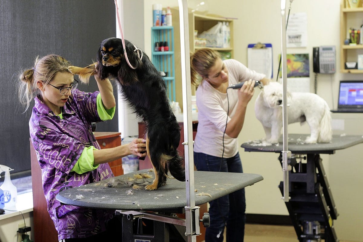 Quality and Affordable Pet Grooming The Device that Will Change the