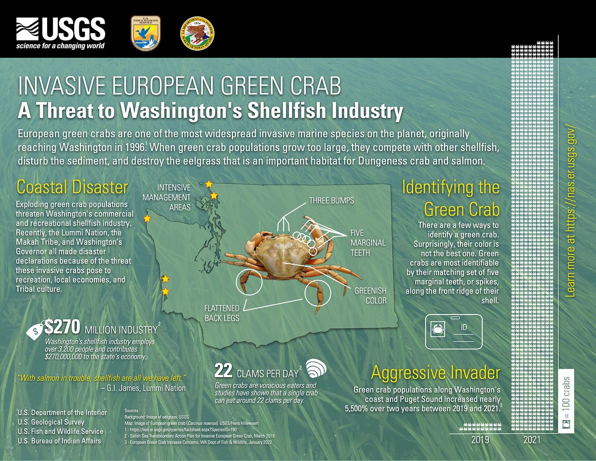 Invasive Green Crabs Pose Threat to Washington’s Shellfish Industry