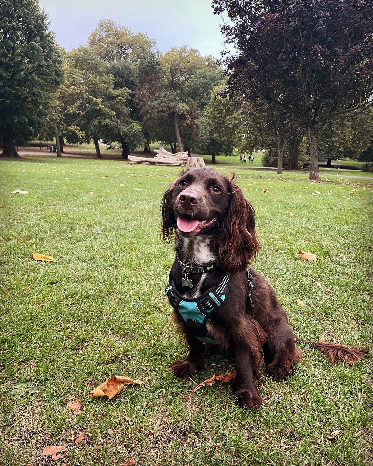 Am I Giving My Dog A Good Life?. Here’s how I know he’s having a lovely