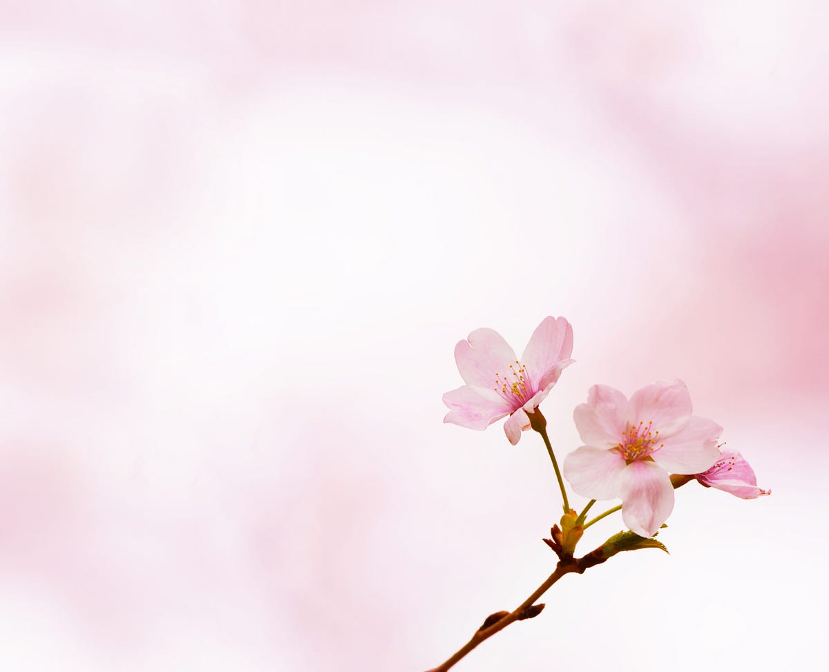 Inside a Self Realised Person. An Enlightened King’s Wisdom | by SRM ...