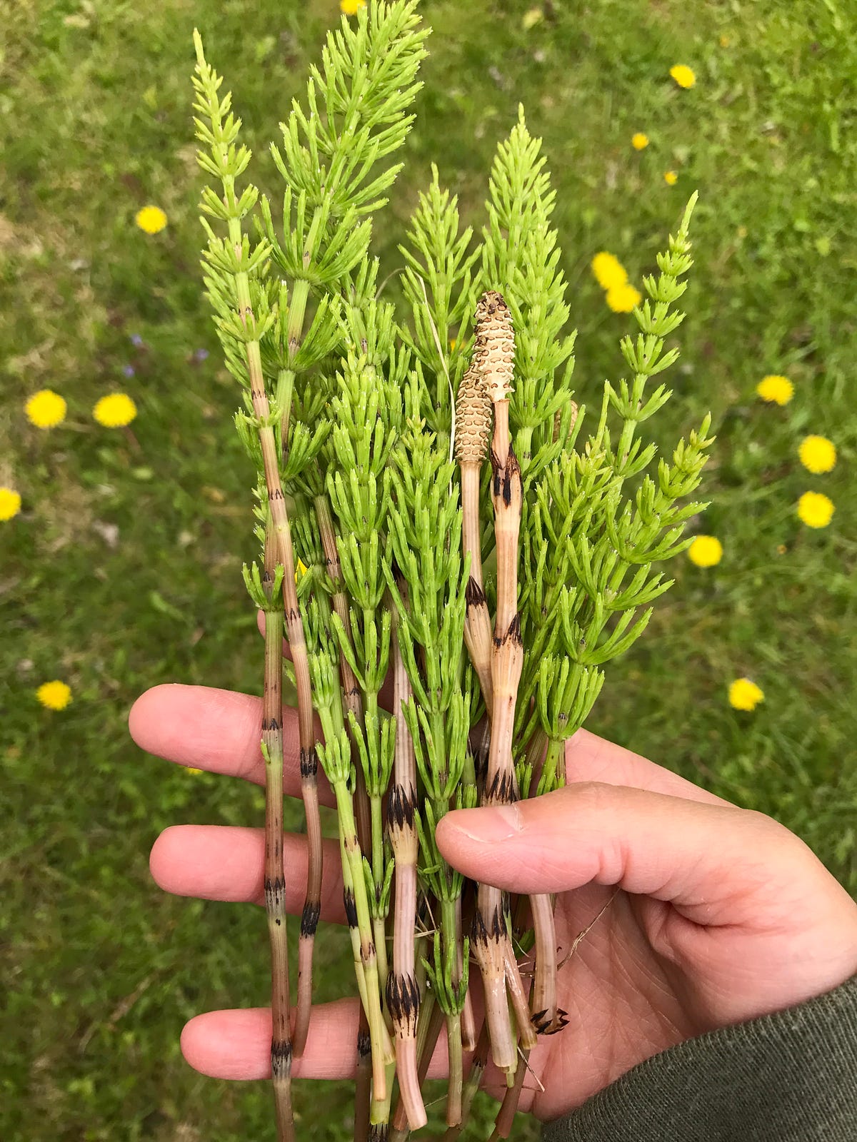Horsetail — the wild edible. The medicinal plant that