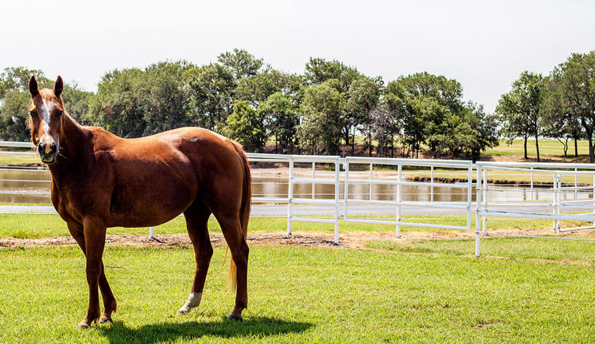 Lancaster Ranch. Premiere Cutting Horse Ranch in Pilot Point, Texas