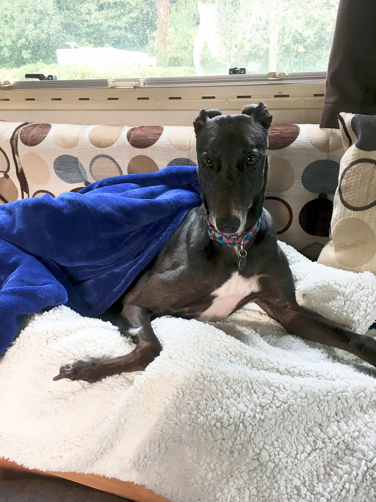 greyhound extra bag