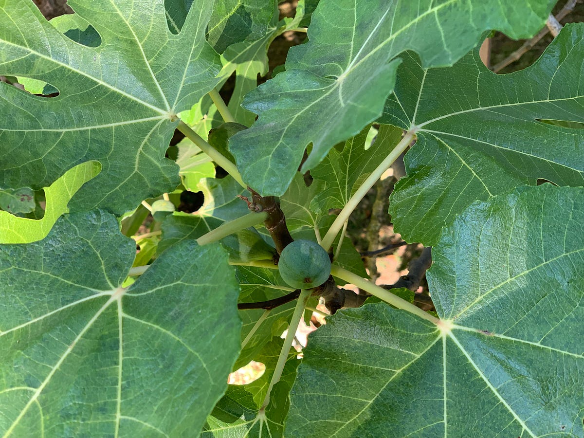Figs Glorious Figs Inverted Flowers Pollinated by Wasps by Theresa C