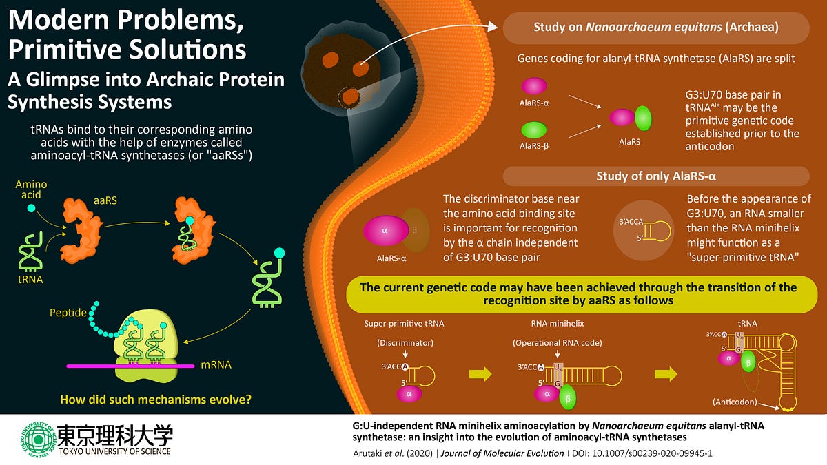 Modern Problems, Primitive Solutions: A Glimpse into Archaic Protein Synthesis Systems