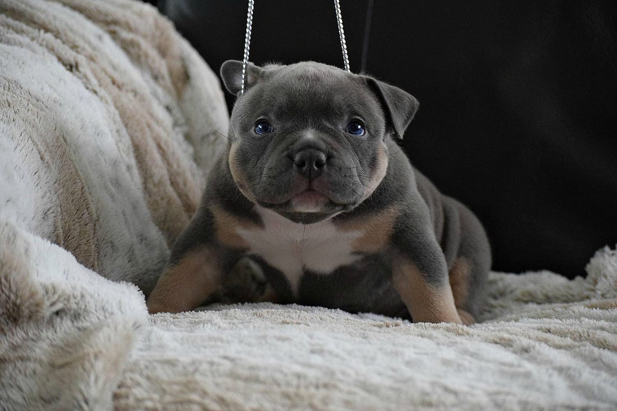 american bully extreme for sale
