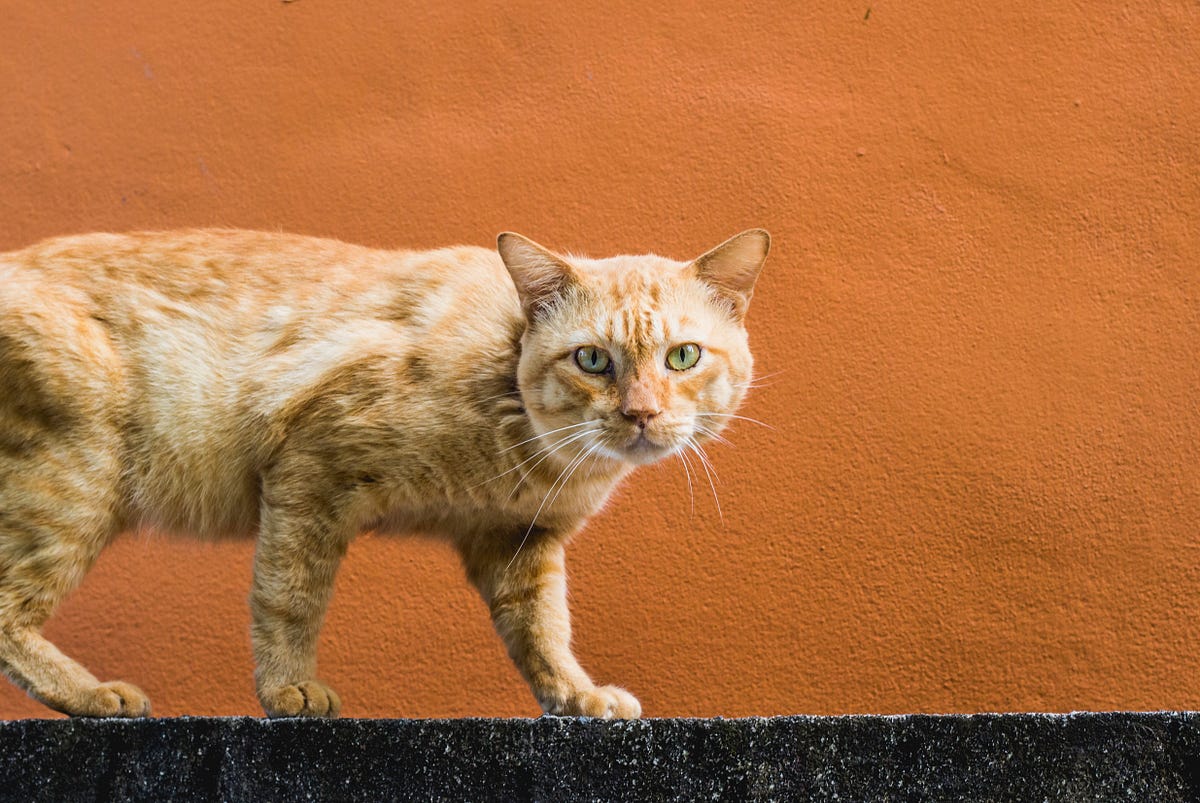 Kenali Ciri  Ciri  Kucing  Rabies Dan Bagaimana Cara 
