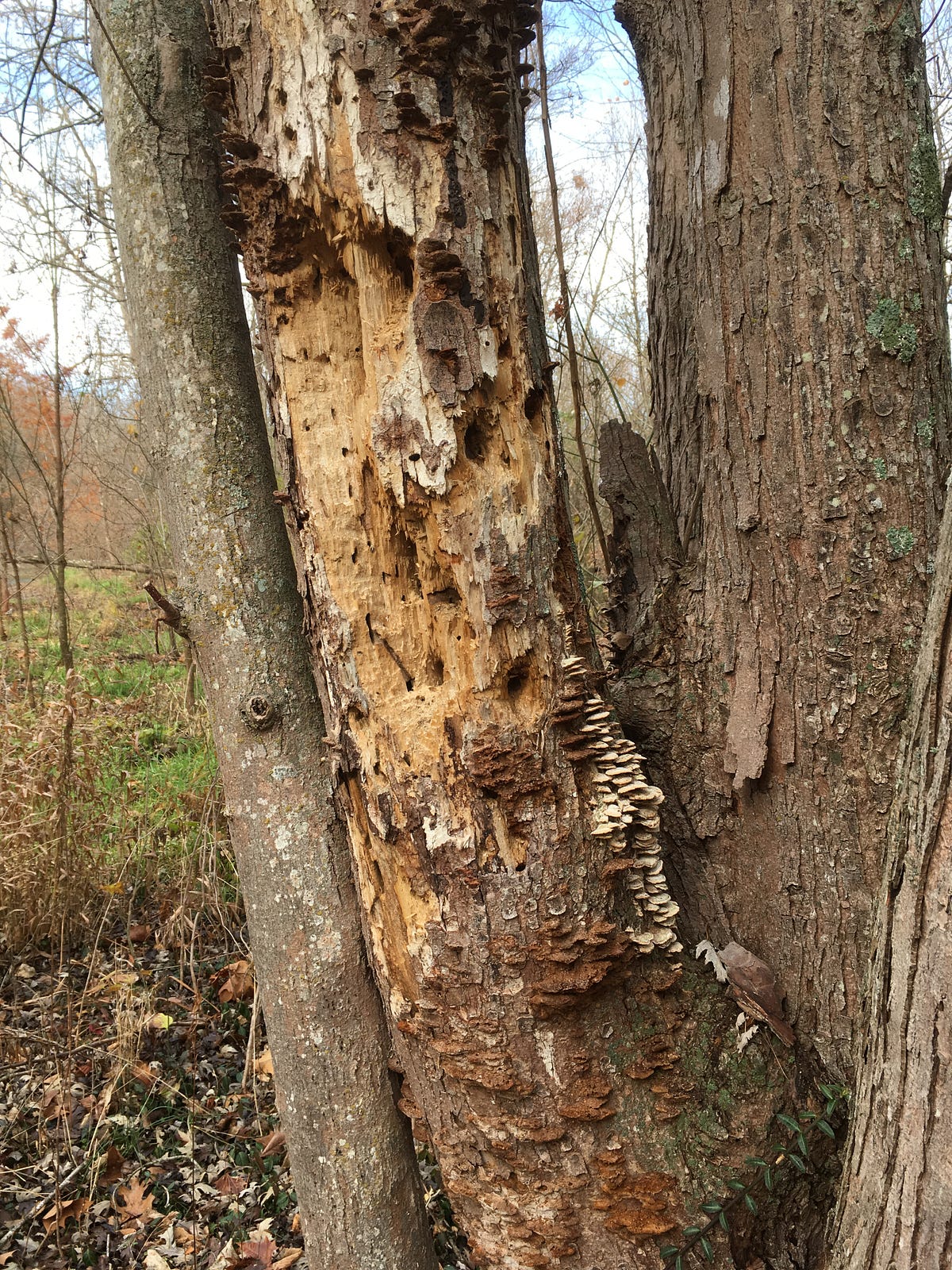 What we are looking at A dead tree that has evidence of termite infestation and is covered in