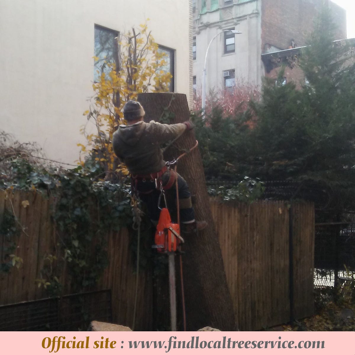 Tree cutting services in my area. Tree cutting professionals take a few