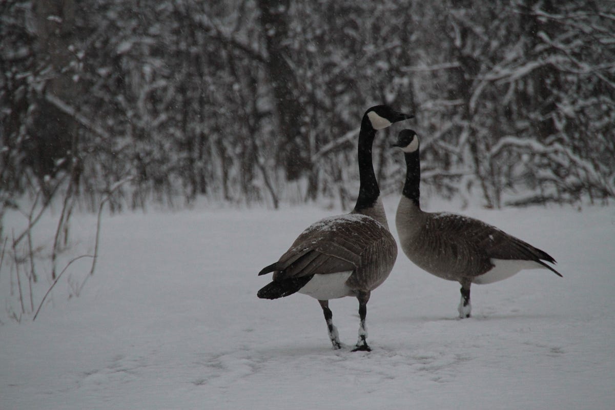 Going on a wild goose chase. 5 Life lessons I learned from following ...