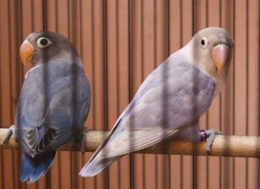 Mengenal Ciri Dan Jenis Lovebird Violet Beserta Harganya