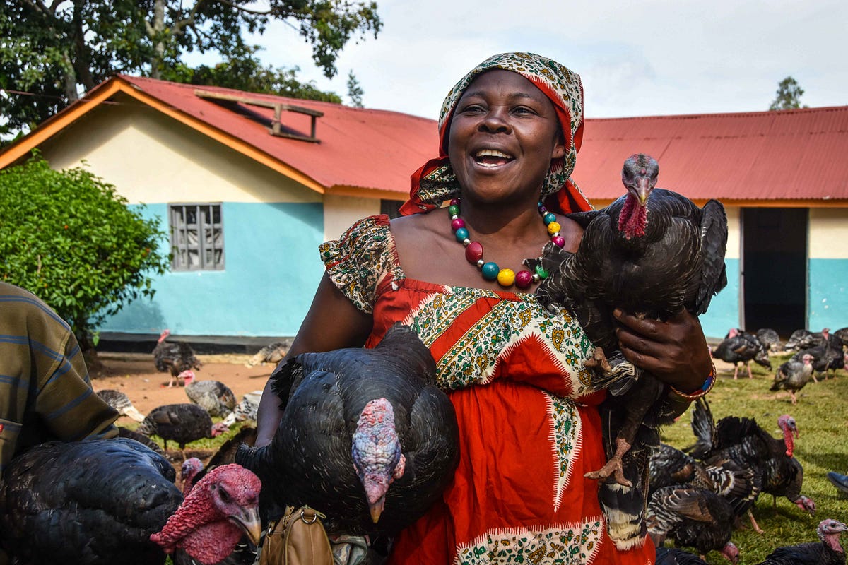 L Ile D Idjwi Pepiniere Du Developpement Local Au Sud Kivu By Pnud Rdc Medium L Ile D Idjwi Pepiniere Du Developpement Local Au Sud Kivu By Pnud Rdc Medium
